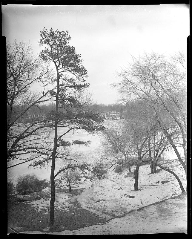 Trees on the Springfield College campus