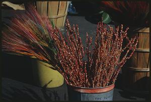 Stalks of grain at flower stand