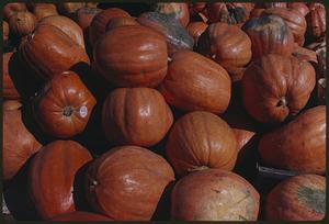 Close view of pile of pumpkins