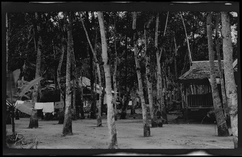 Rubber trees near Hong Kong