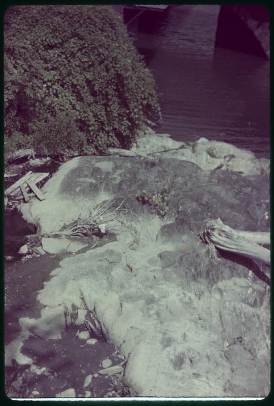 Plant growth and rocky ground in foreground, body of water in background