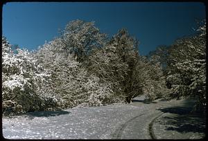 Snow covered trees and ground