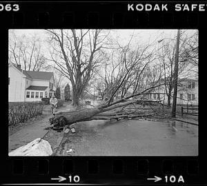 Fallen tree after snow storm