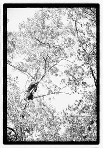 Tree maintenance, Boston Common