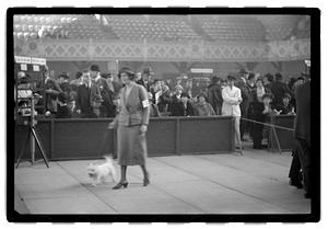 Dog show