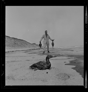 Job Corps work supervisor W.L. Perry aids in bird rescue operations at Wellfleet where emergency measures are being used to save waterfowl from oil