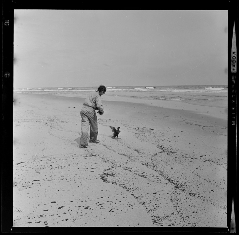 Job Corps worker rescuing a duck from the oil