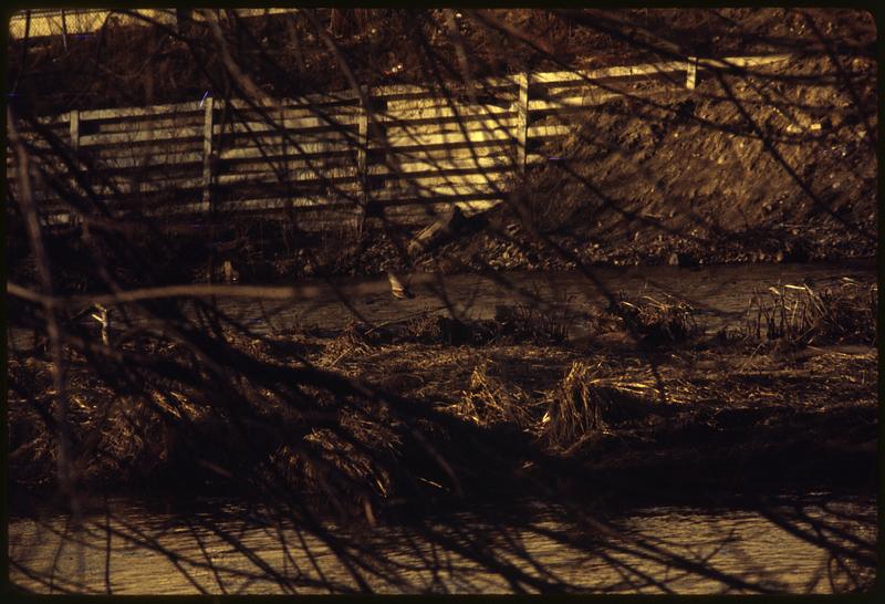 Mallard ducks and other birds make home in debris in Charles River, Waltham-from Farwell St. Bridge area