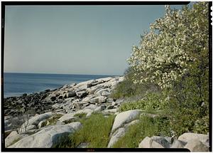 Lanesville, Sea, rocks, & blossoms, marine