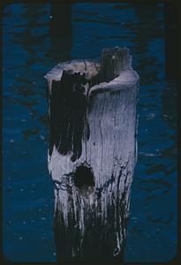 Upper portion of wooden post in water
