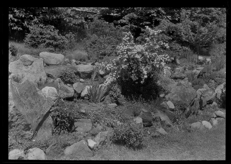 Portion of Mrs. Smith's rock garden from below