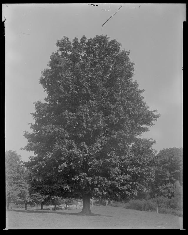 Acer saccharum?