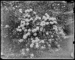 Rhododendron catawbiense