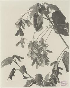 324. Acer spicatum, mountain maple