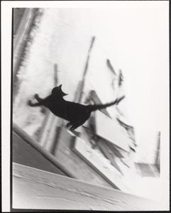 Black cat