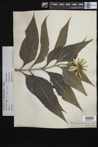 University of Massachusetts Herbarium