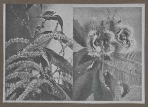 Waban photographs - Waban Plants -