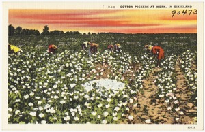 D-540. Cotton pickers at work, in Dixieland