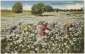 Cotton pickers in Dixieland