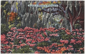 Azaleas in bloom in Dixieland