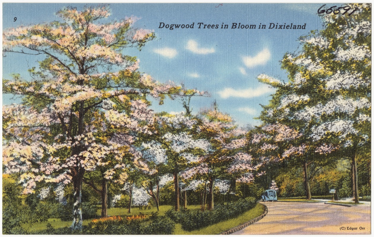 Dogwood trees in bloom in Dixieland