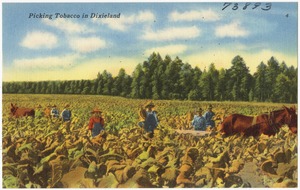 Picking tobacco in Dixieland