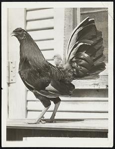 A Full Grown, three-year-old fighting cock, poised like a champion with a three-day-old baby cock on his back. Within 18 months the little chick will be a full fledged fighting bird.