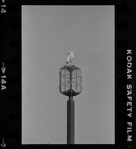 Lamp post on Plum Island