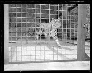 Tigers