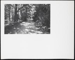 Forest trail, Boston