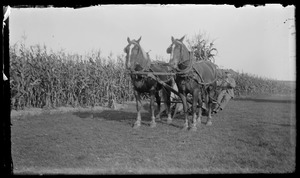 Corn binder in field, pair horses & man. Seven Gates