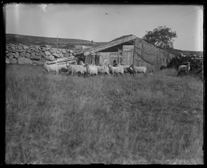 Sheep in barnyard. Seven Gates?