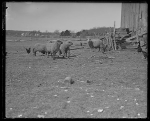 Sheep in barnyard, house in distance