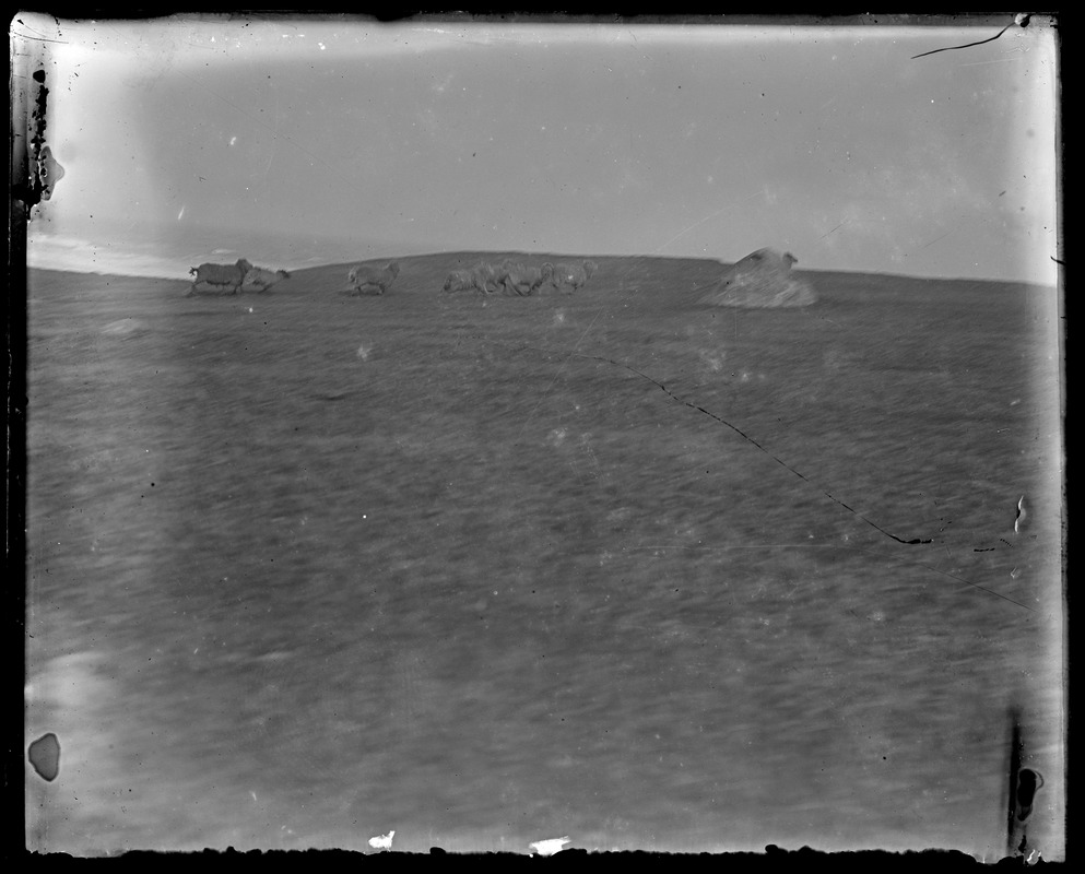 Sheep in pasture, some boulders