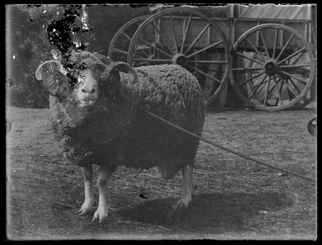 Ram with big horns, wagon in background. Seven Gates