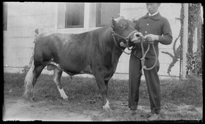 Holstein bull, Seven Gates