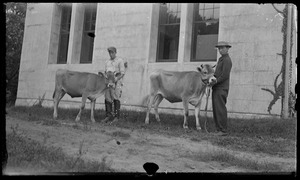 Jersey cows, Seven Gates