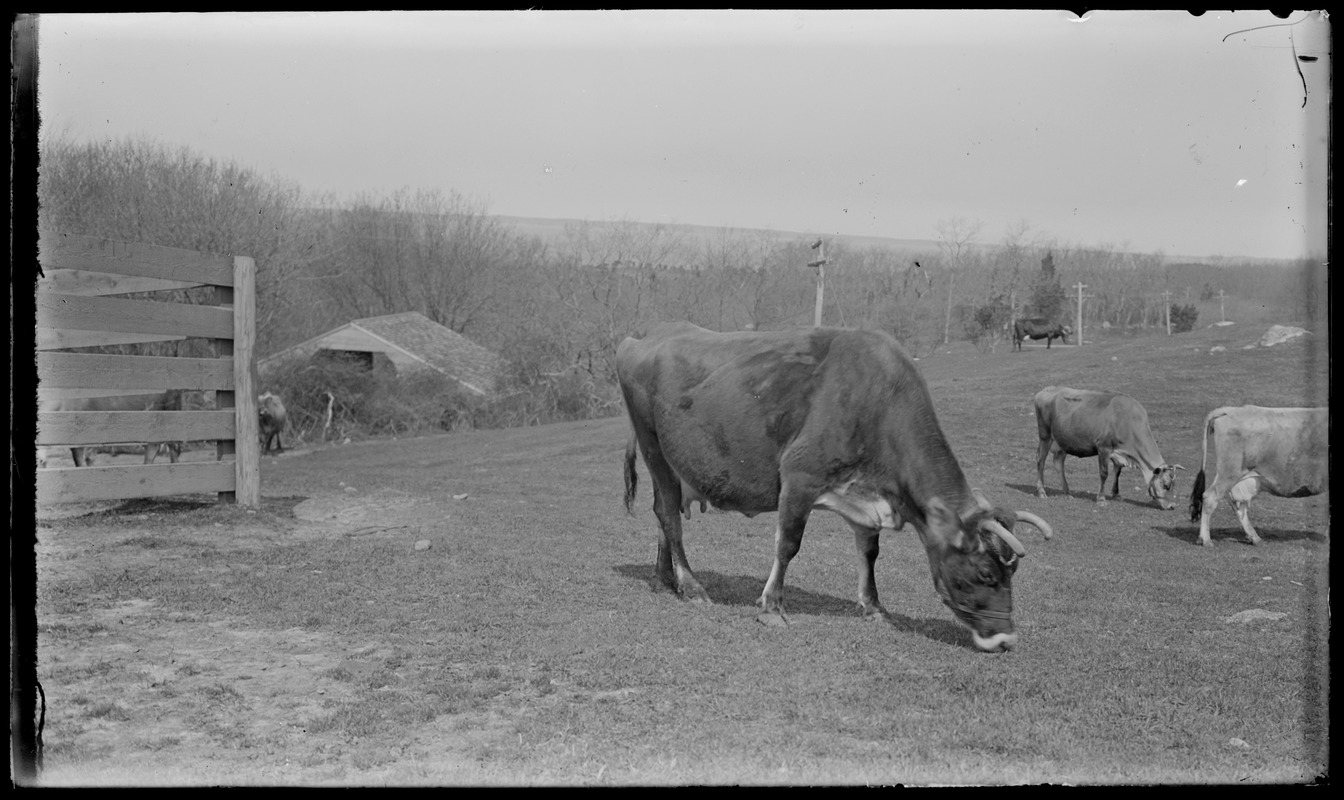 Cows in pasture, Seven Gates. Jersey cows