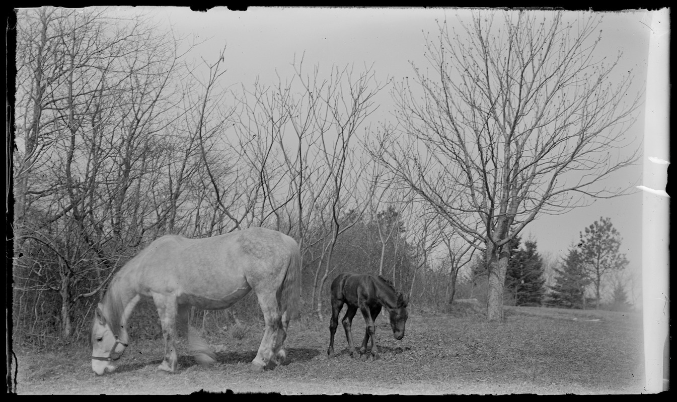 Horse & foal, 7 Gates