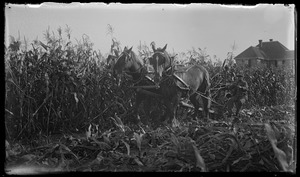 Horses & corn field. House, 7 Gates