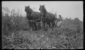 Horses in field, 7 Gates