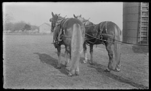 Horses, 7 Gates