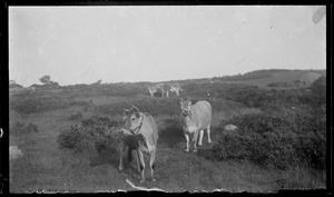 7 Gates - Jersey cows