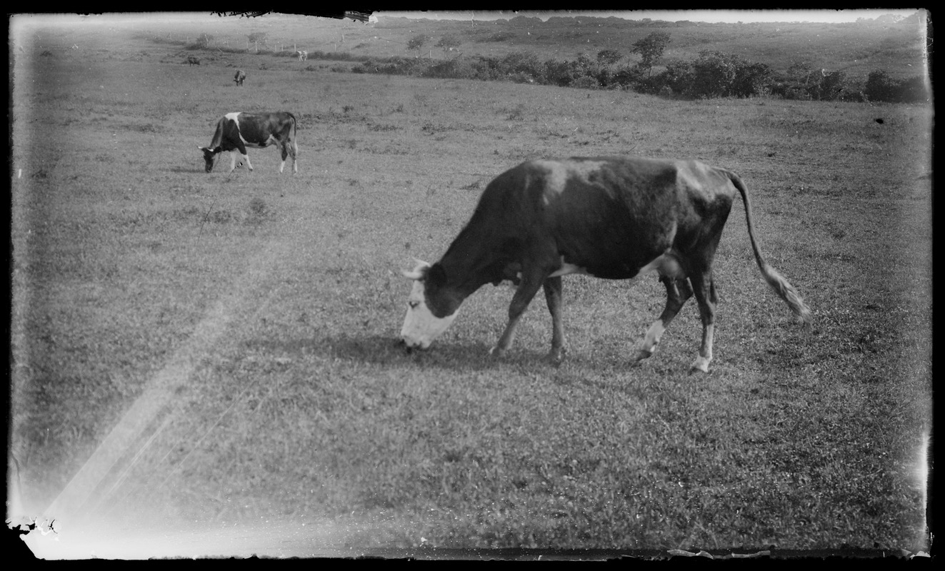 Cows, 7 Gates