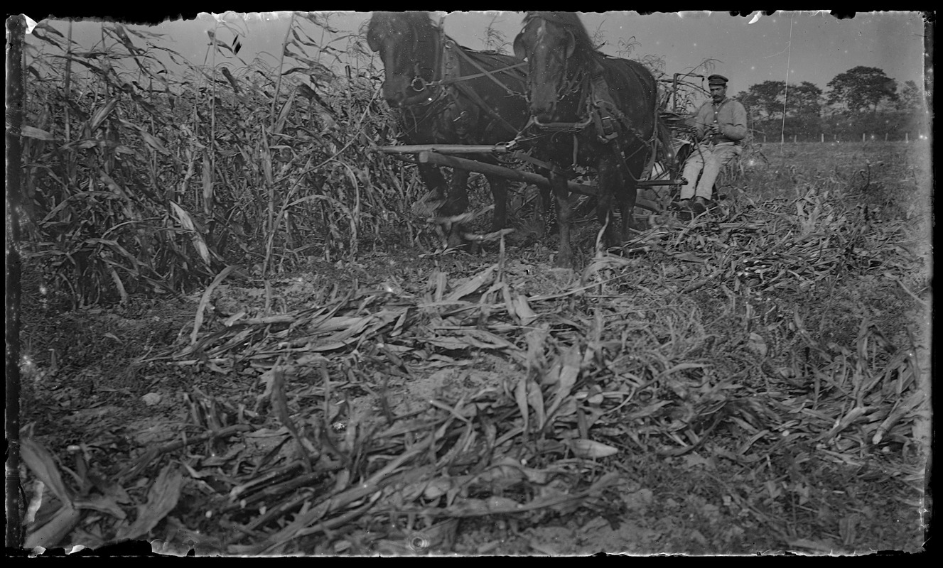 Horses cutting corn