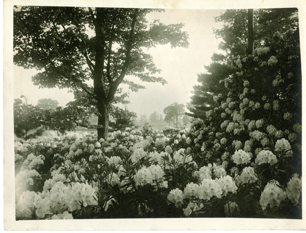 Rhododendrons at Nathaniel Thayer Estate