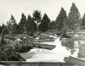 Snow covered, fallen trees