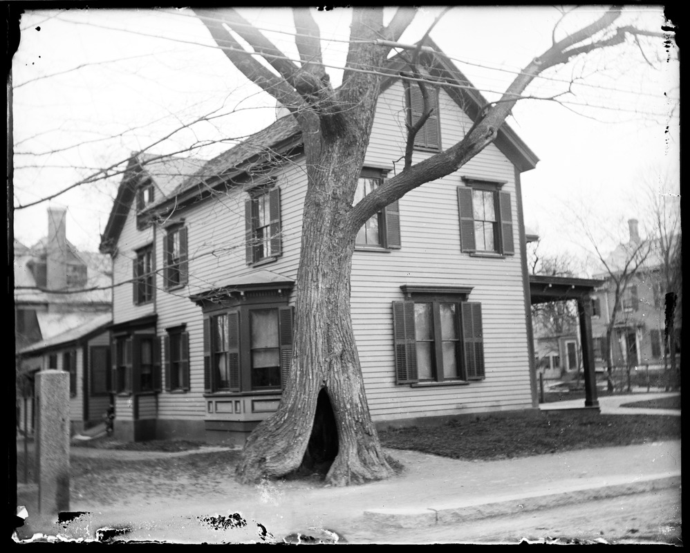 Tree in front of Potter house Digital Commonwealth