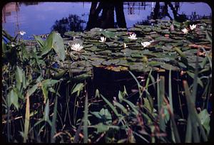 Pond lilies, Muddy River