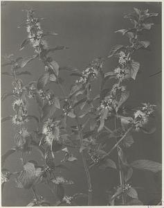 178. Mentha arvensis, American wild mint